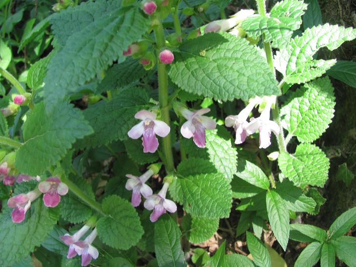 Melittis melissophyllum (Lamiaceae)